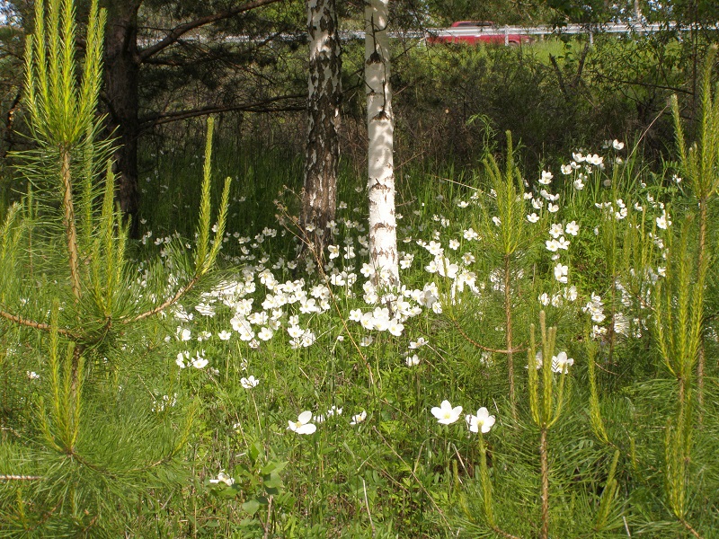 Лесная поляна с анемонами Лесная поляна с анемонами