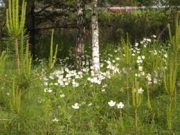 Лесная поляна с анемонами