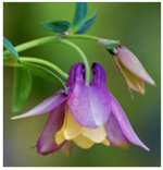 Студия ландшафтного дизайна "Аквилегия" г. Бийск